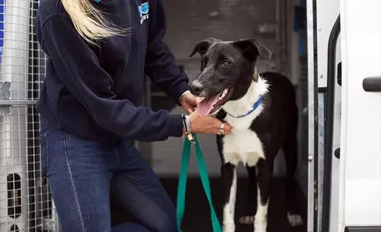 Search dog advice